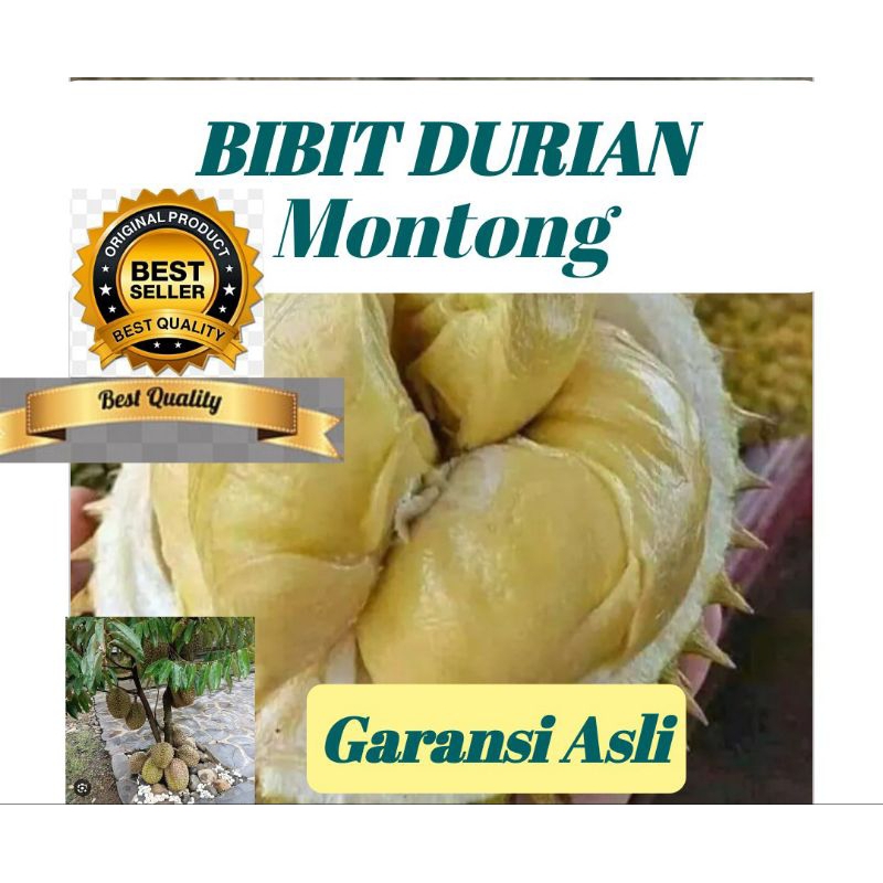 BIBIT DURIAN MONTONG BERGARANSI ASLI