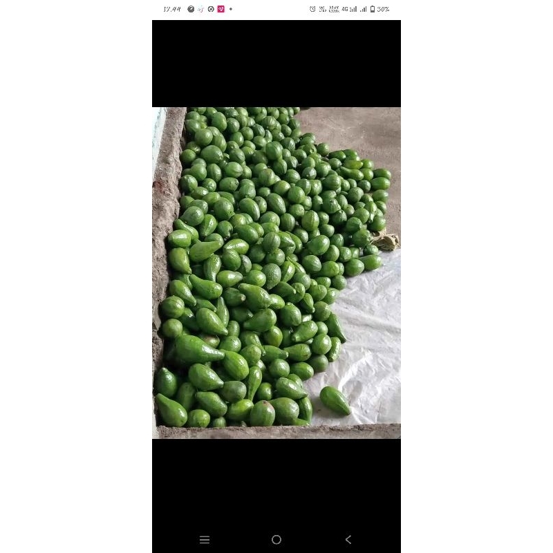 

ALPUKAT ASLI WONOGIRI