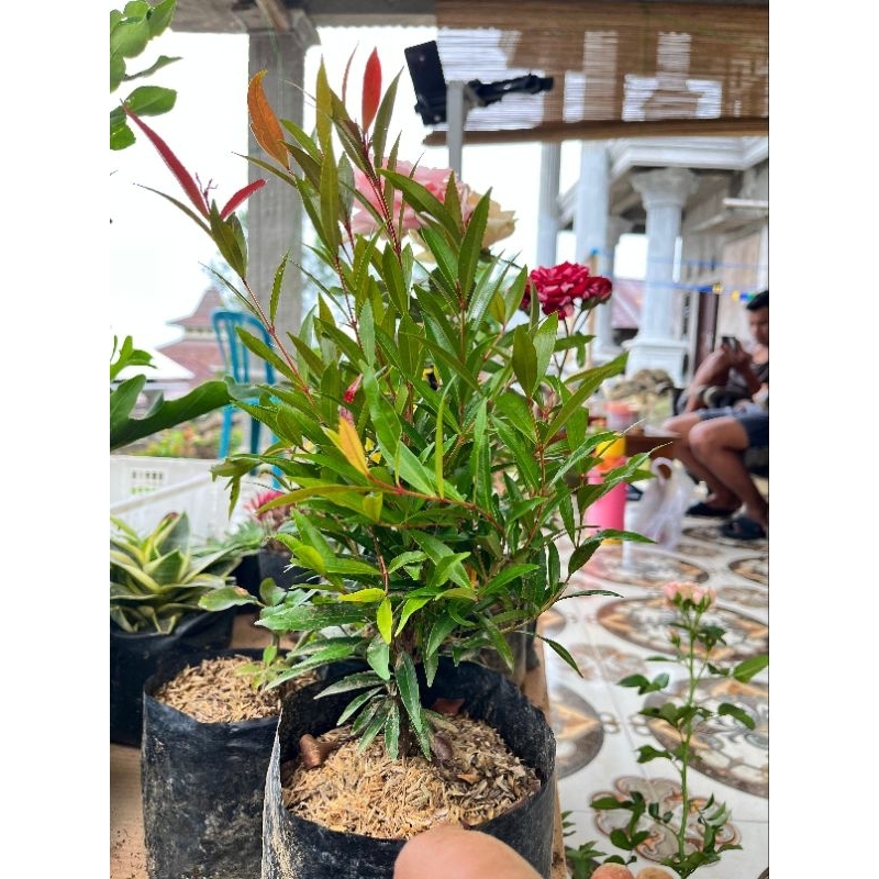 KEBUN RAYA- Tanaman Hias Pucuk Merah