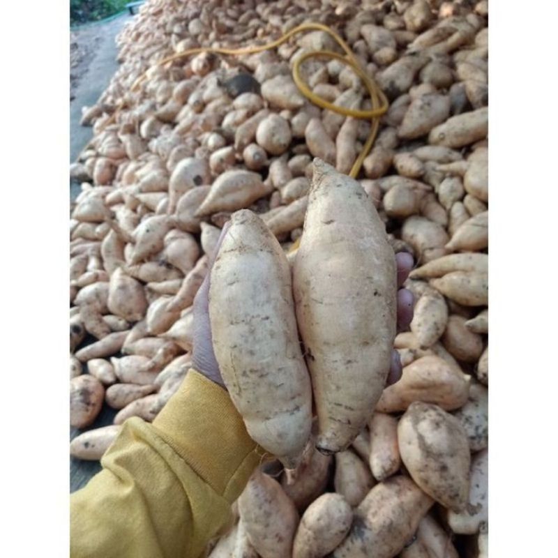 

ubi Cilembu madu 1kg super premium manis