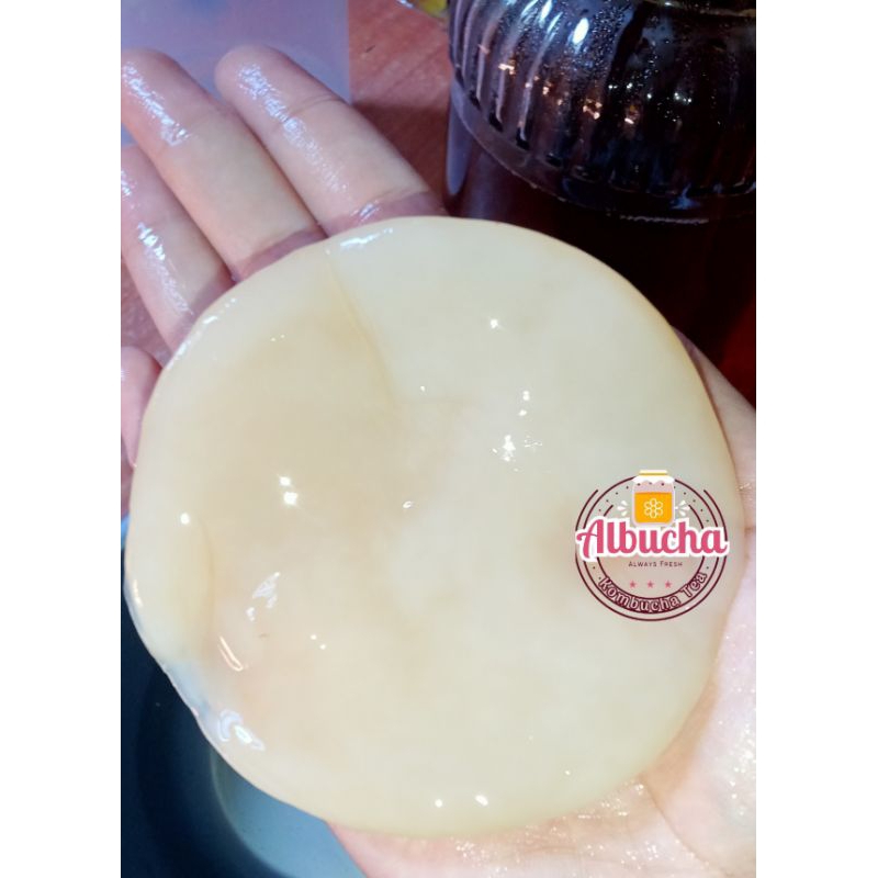 

Scoby kombucha premium + Starter 200ml
