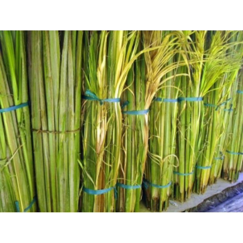 

daun woka/daun palem.