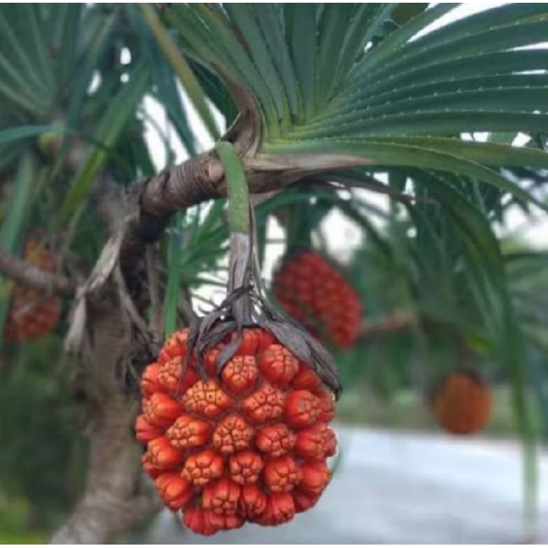 

Buah pandan laut Fresh 1tandan di petik ketika order masuk