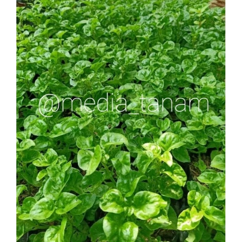 bibit/benih stek bayam brazil