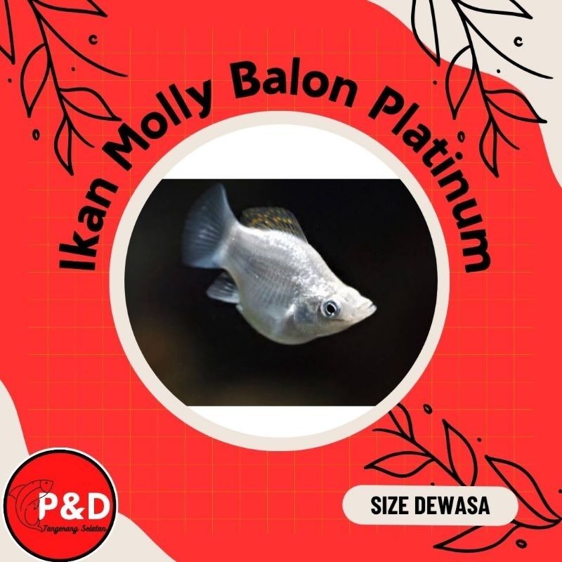 Ikan Molly Balon Snow White | Molly Balon SNOW WHITE | Hiasan Aquarium Aquascape