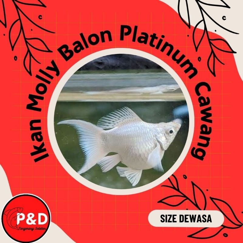Ikan Molly Balon Platinum Cawang Lyretail | Ikan Hias Hiasan Aquarium Aquascape