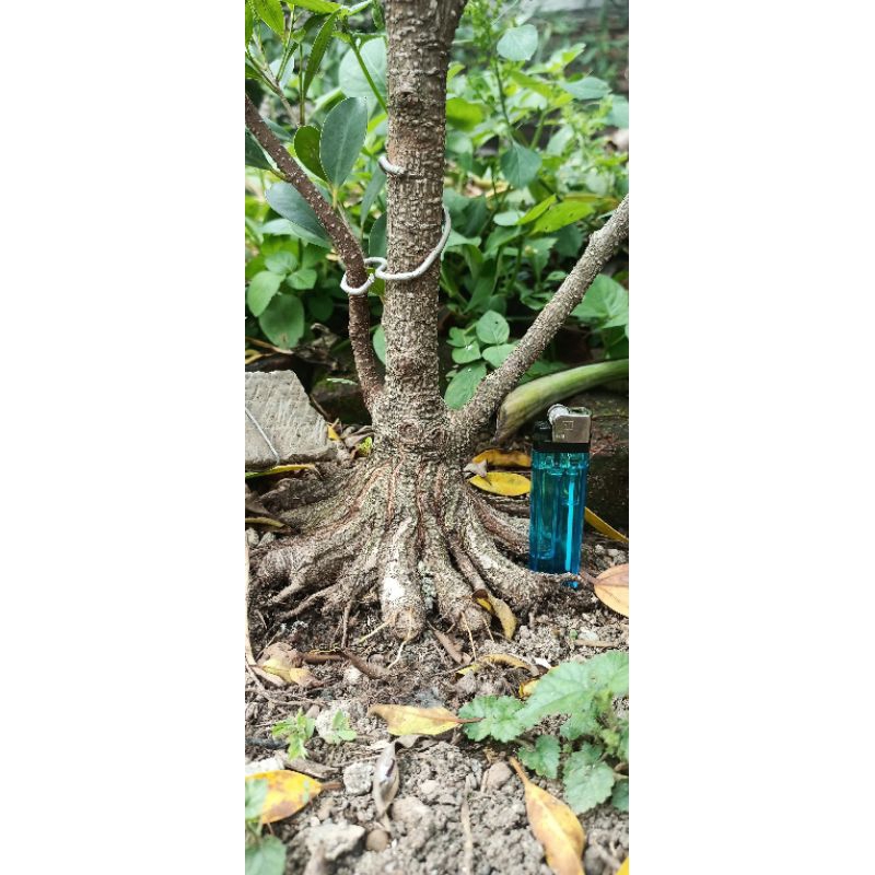 Bahan bonsai kimeng prokar