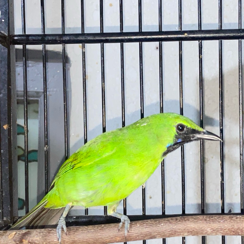 Burung Cucak Ijo Mini Gacor