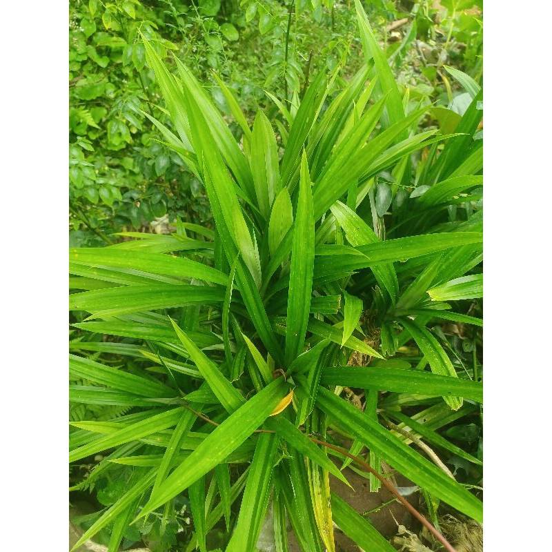 

Daun pandan wangi dan bibit pandan wangi 30 ribu/kg basah 60 ribu/kg kering