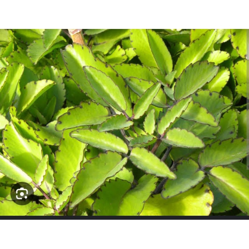 

Daun cocor bebek segar 100 gram obat Herbal Alami