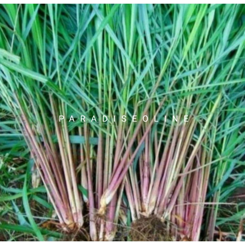 bibit sereh wangi+akar 1kg