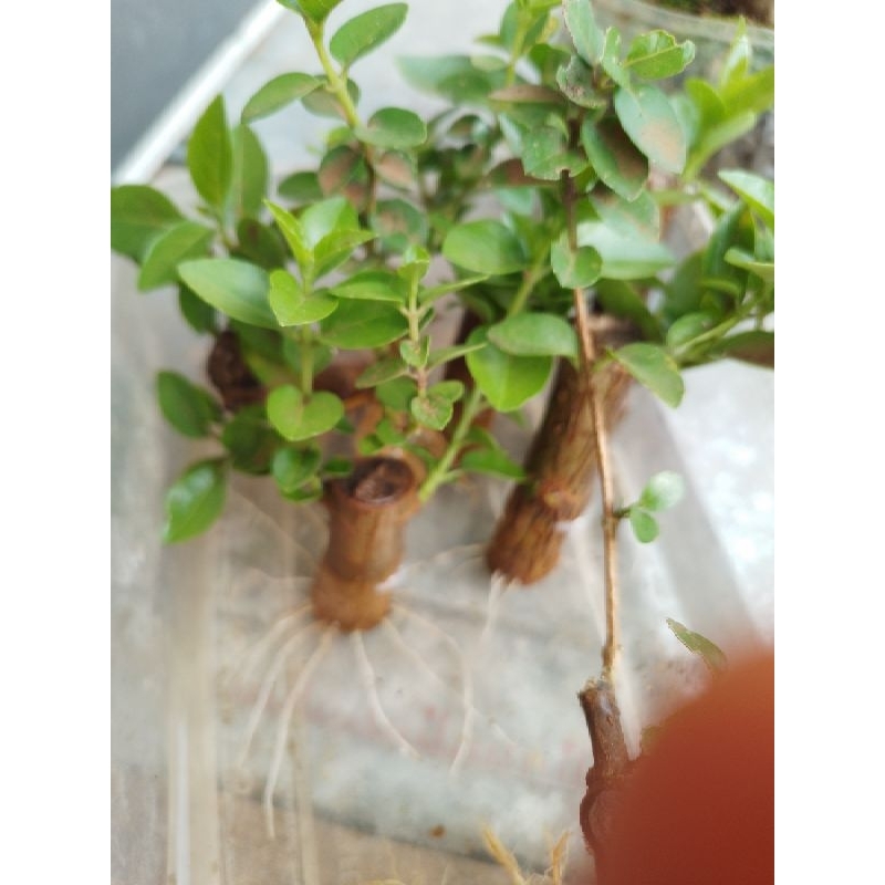 bahan bonsai sancang mame