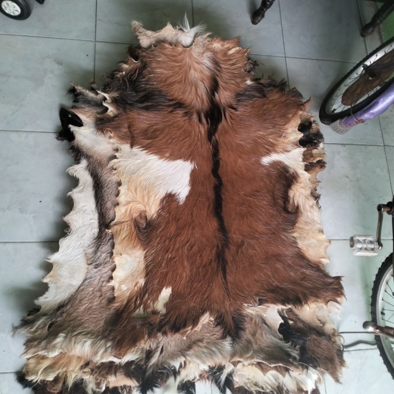 kulit kambing kering diawetkan 50x70