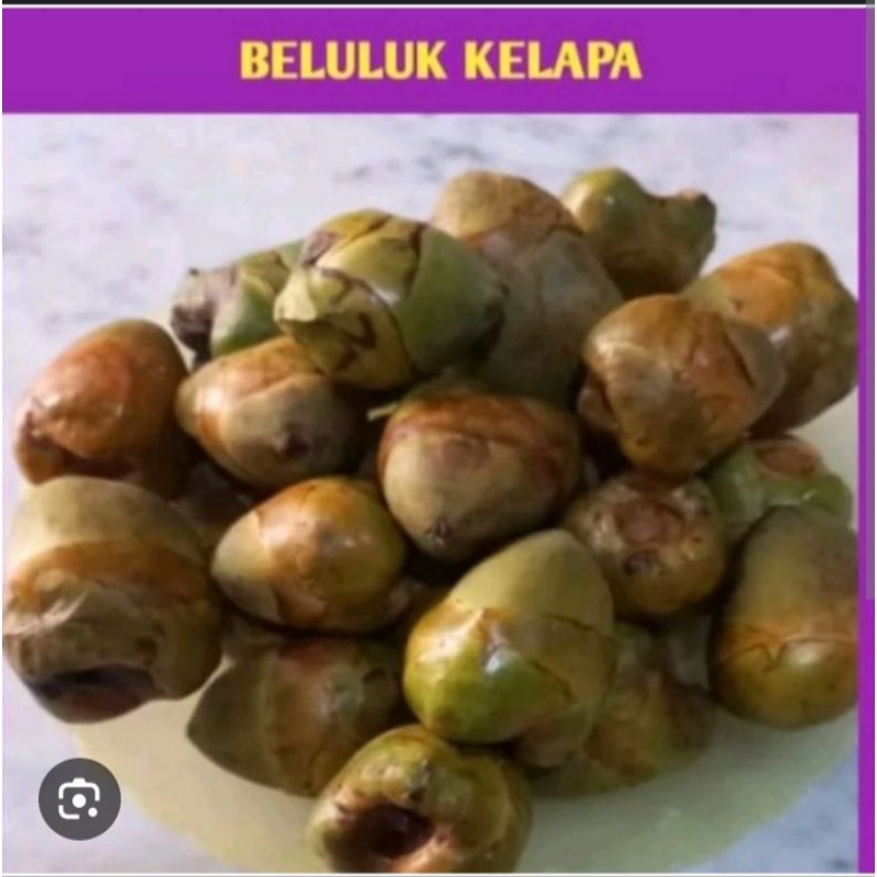 

jual Buruluk Kelapa muda obat herbal 10 Biji