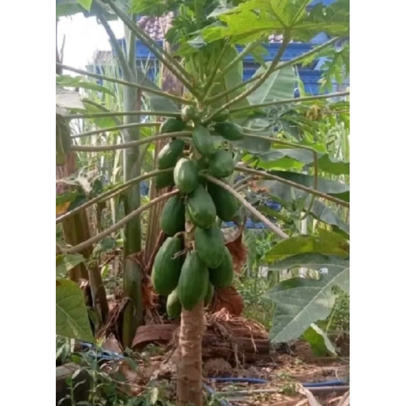 

pepaya segar pepaya untuk sayuran 1 buah di jual per buah