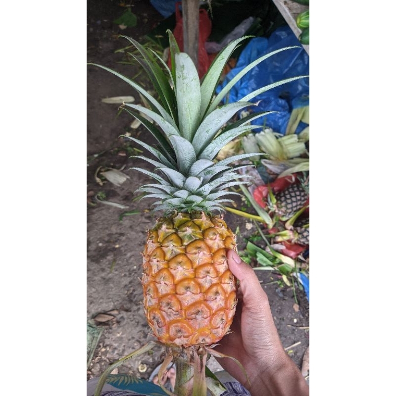 

Nenas Sembayang Imlek