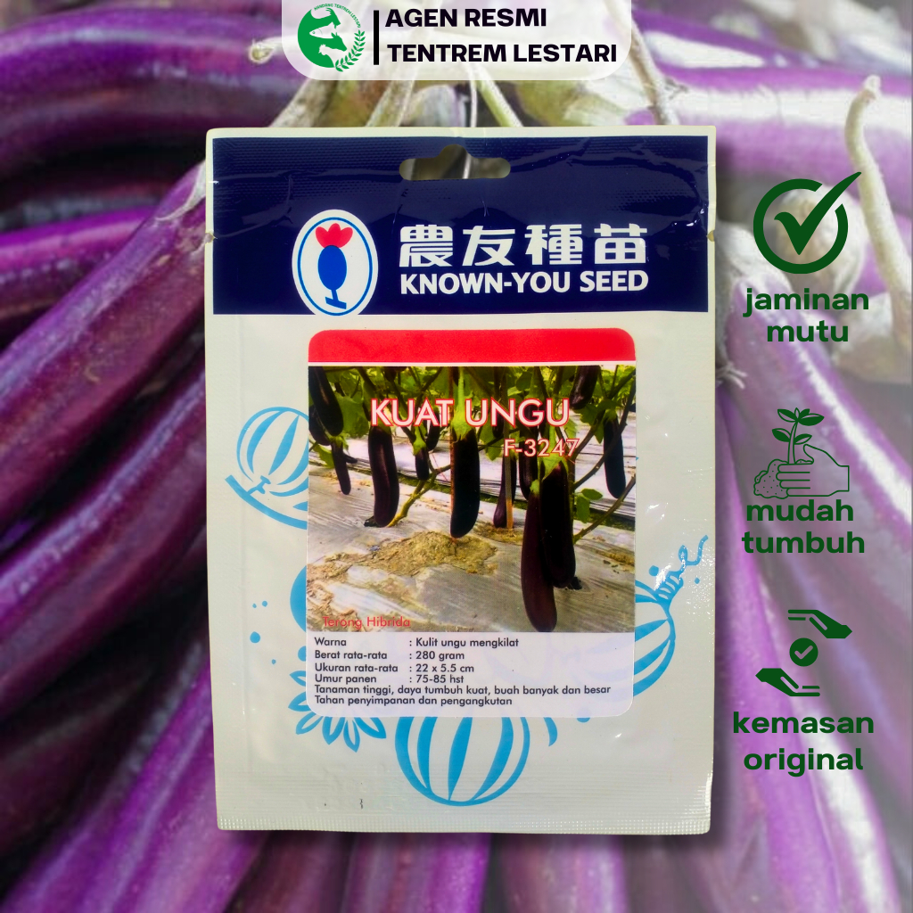 Benih Terong Ungu Hibrida KUAT UNGU 5 gram Known You Seed  Buah besar & Tahan penyimpanan