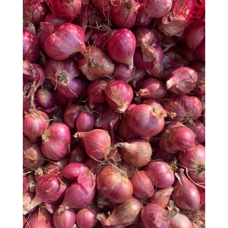 

Bawang Merah Besar Premium Fresh Langsung Dari Petani