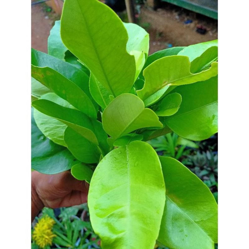 

Termurah Daun Jeruk Bali Fresh Obat herbal 100Gram
