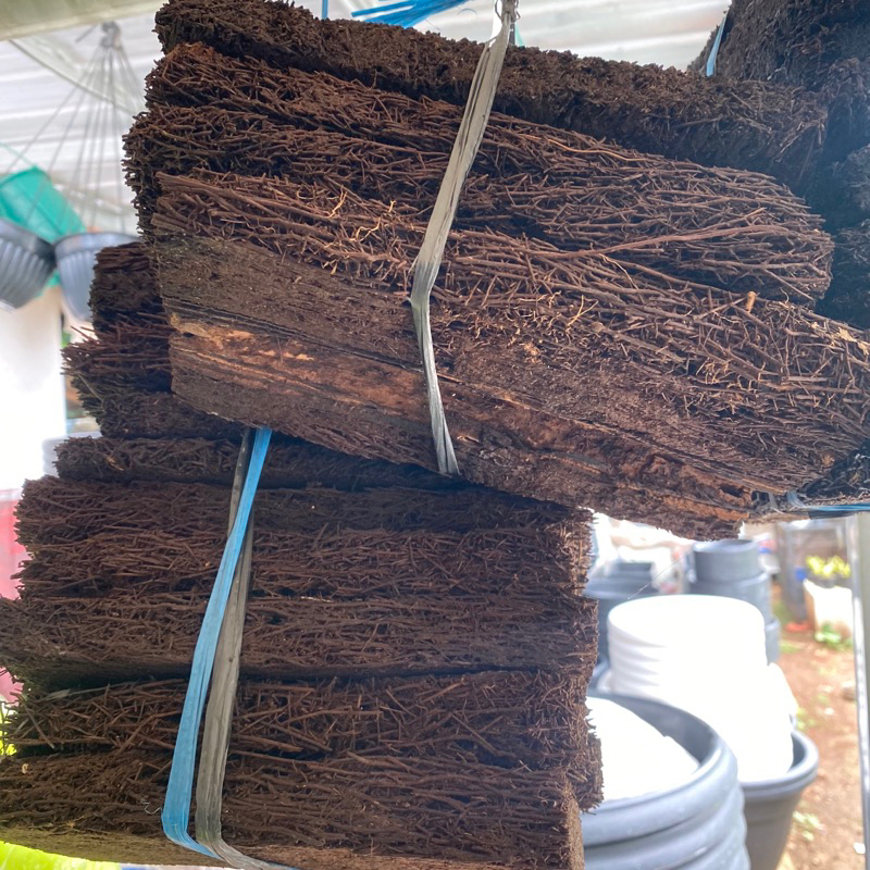 Media Tanam Pakis Lempeng / Pakis Anggrek / Pakis Platycerium