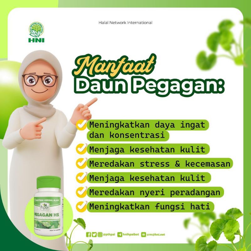 Pegagan HS HNI ekstrak daun pegagan isi 50 kaps perbotol