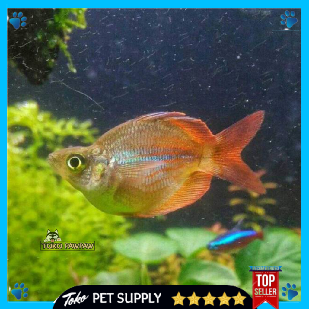 Ikan Hias Ballon Red Rainbow Ikan Aquarium Per Ekor