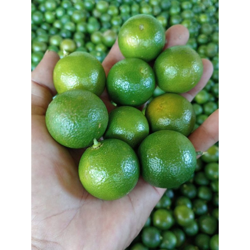 

JERUK SONKIT - KASTURI 10 KG