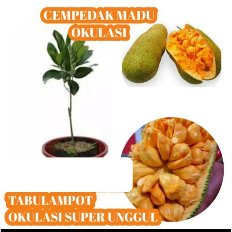BIBIT CEMPEDAK MADU OKULASI SUPER UNGGUL