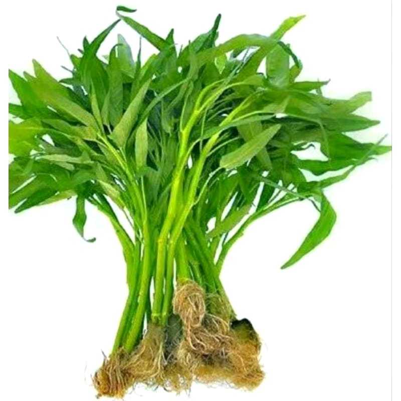 

Kangkung Per Ikat 100-150 Gram/kangkung segar perikat
