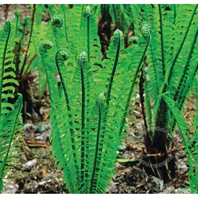 Tanaman Hias Pakis (Matteuccia Struthiopteris) Tanaman hias Pakis Langka
