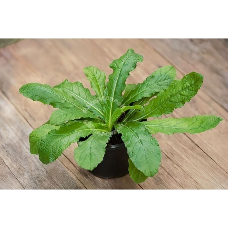 3 pcs Tanaman Herbal Tapak Liman/Daun Tapak Liman segar