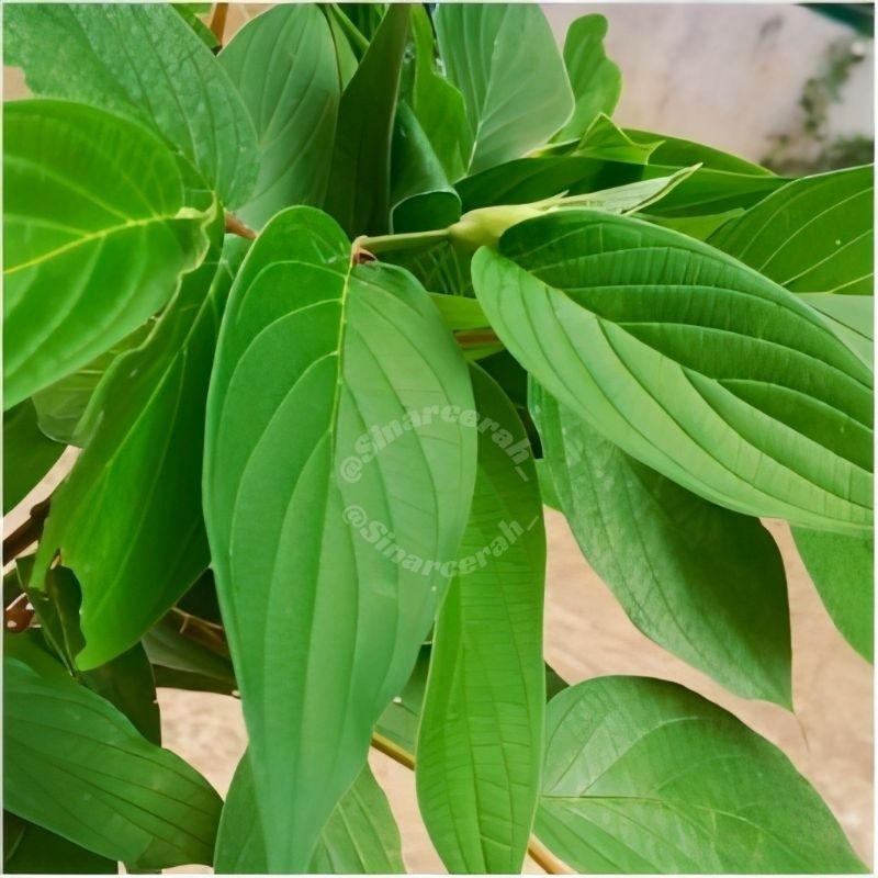 

Obat herbal Daun Sirih Hutan segar 100 Lembar/ Daun sirih hutan herbal alami