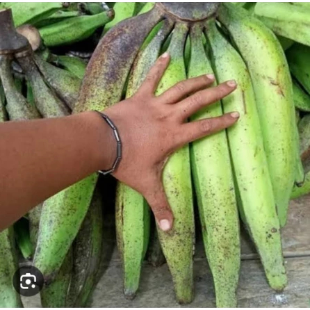 

Pisang Tanduk Harga Per 1 Buah Pisang Galek Super