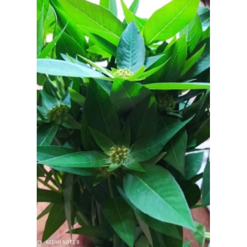 

daun sena segar langsung petik 200 grm