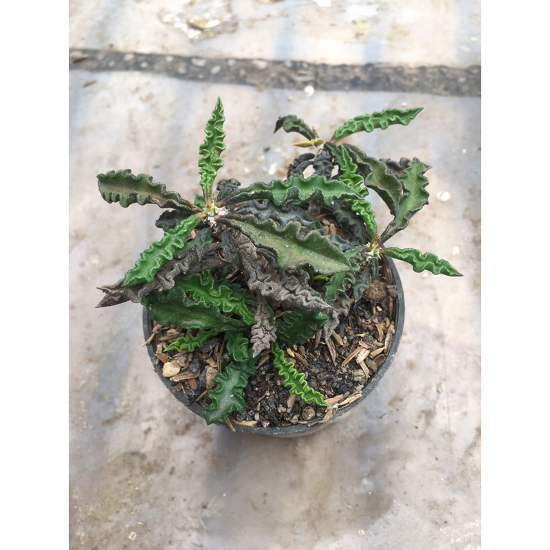 euphorbia decaryi
