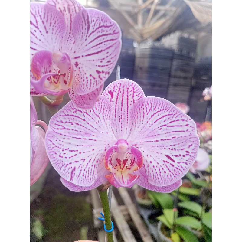 anggrek bulan putih bintik ungu tua garis phalaenopsis hybrid bunga jumbo kondisi knop mekar