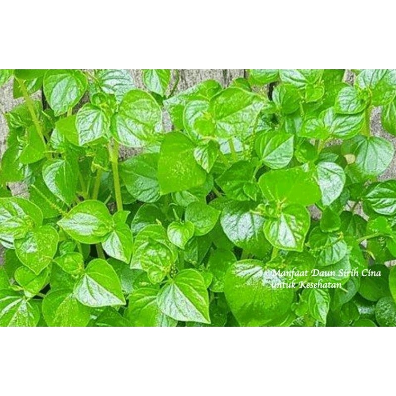 

daun sirih cina herbal/100g