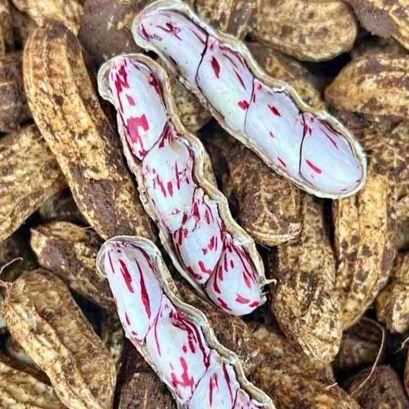 

Kacang Lurik Batik Madu 1 KG