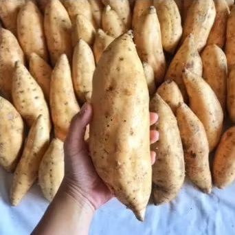 

BSM | TERMURAH Ubi Cilembu 500gr - 1kg / Cilembu / Ubi Madu Cilembu