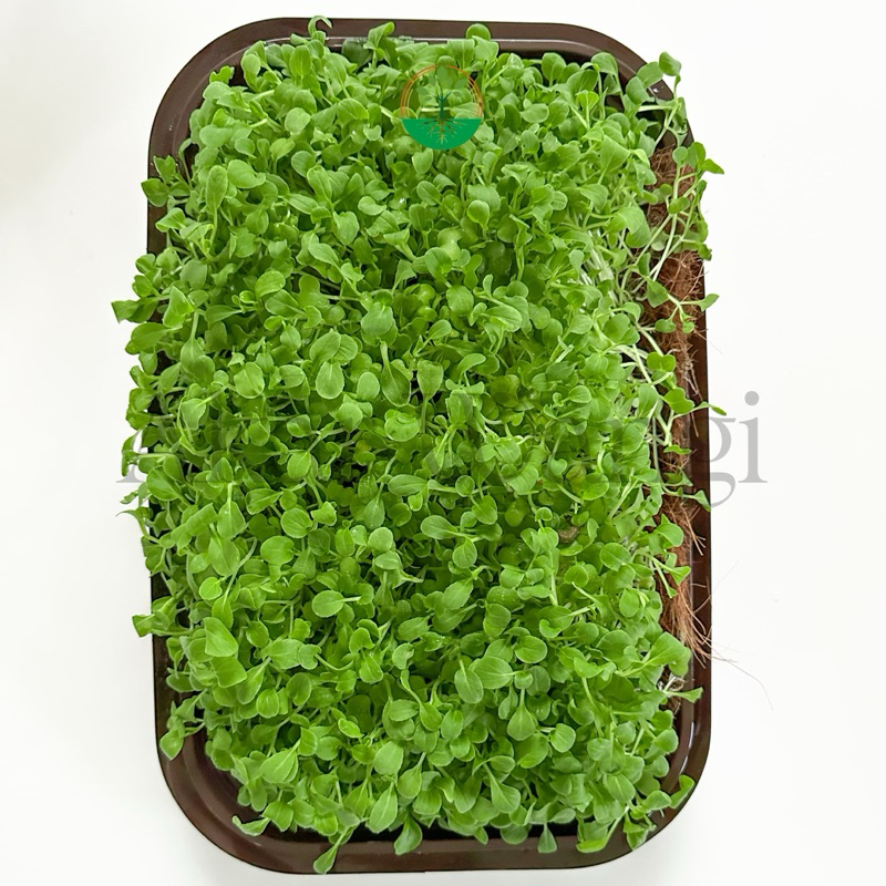 

Microgreen Green Radish Akar Wangi