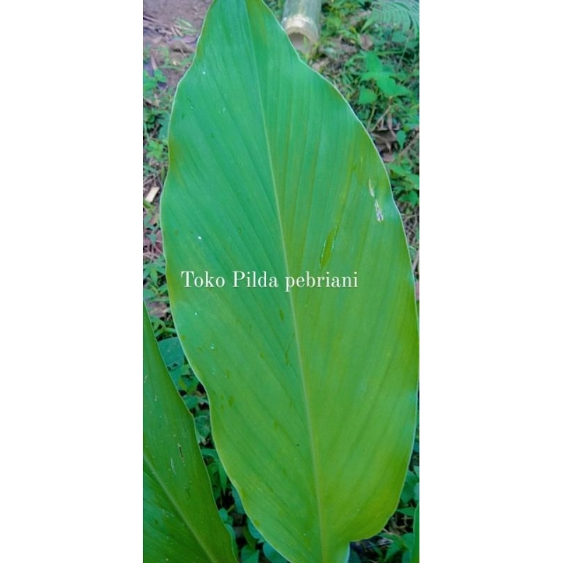

Daun Kunyit segar