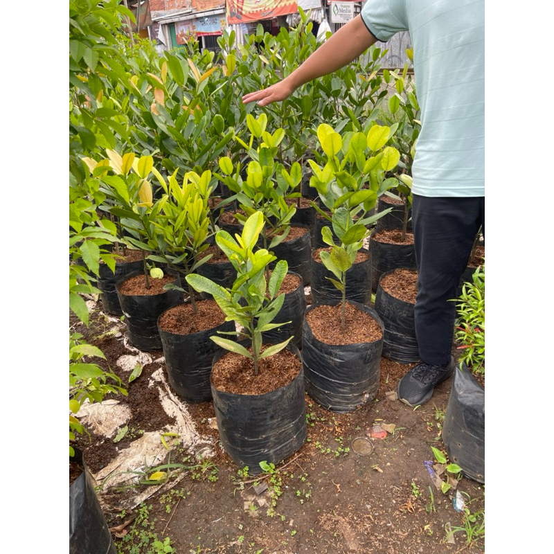 pohon garcenia tinggi 80cm