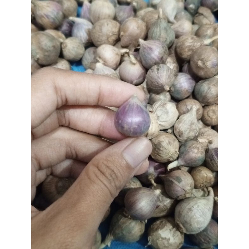 

Bawang putih tunggal,bawang Lanang,asli tanpa campuran,berat 500gr,1kg,ukuran campur