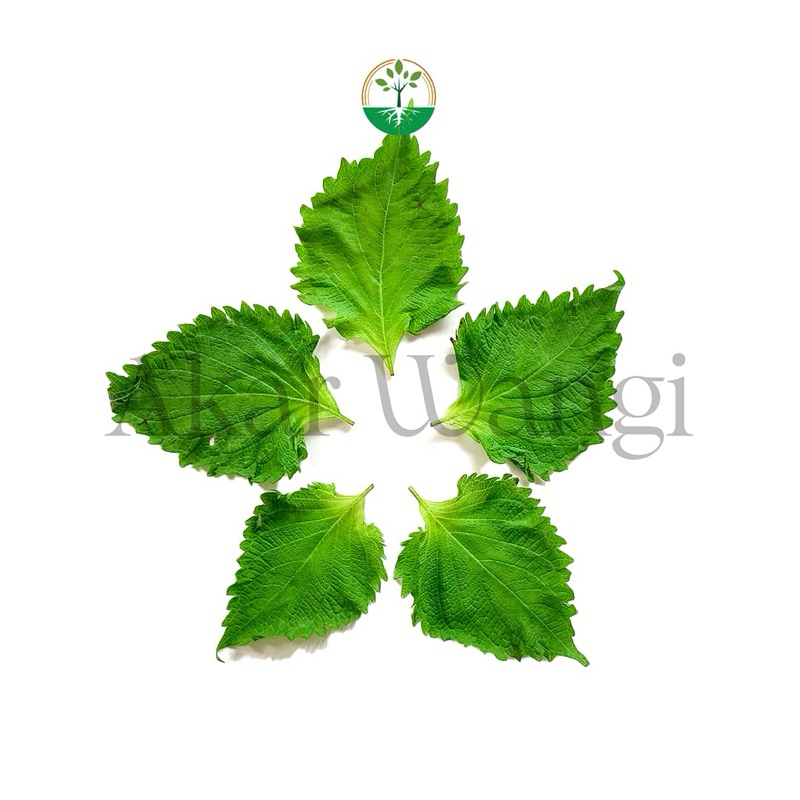 

Edible Leaves Obha Akar Wangi