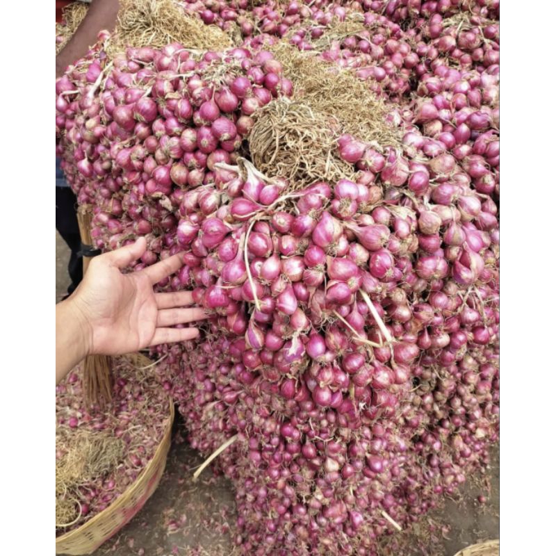 

Bawang Brebes Bawang Merah Brebes Murah