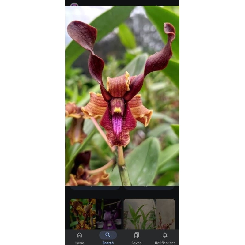 Dendrobium Keriting Jumbo