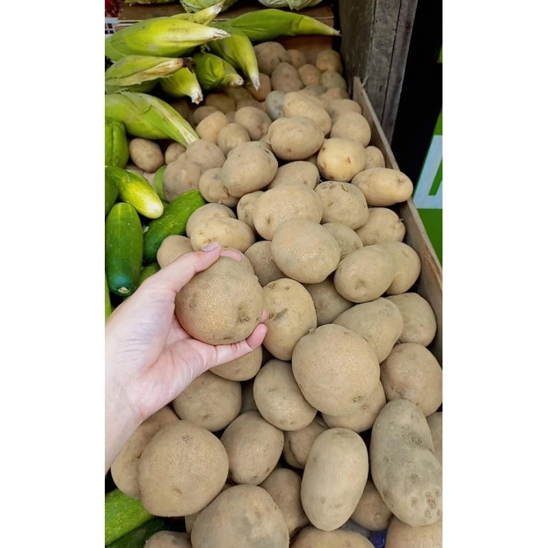 

Kentang besar
