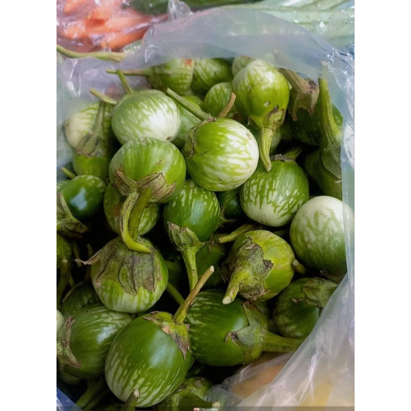 

Terong ijo bulat