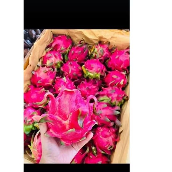 

BUAH NAGA GOFRESSBY