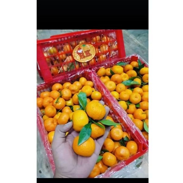 

JERUK SANTANG DAUN GOFRESSBY 1 kg